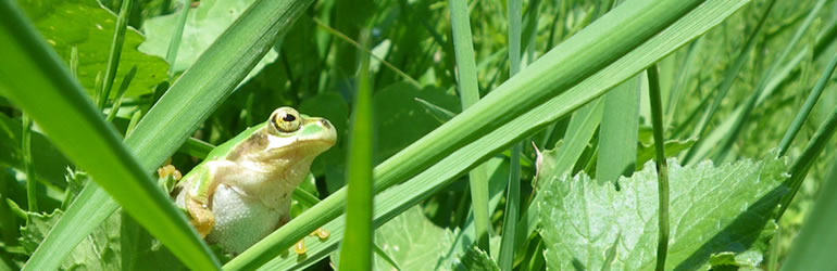 えひめ千年の森をつくる会